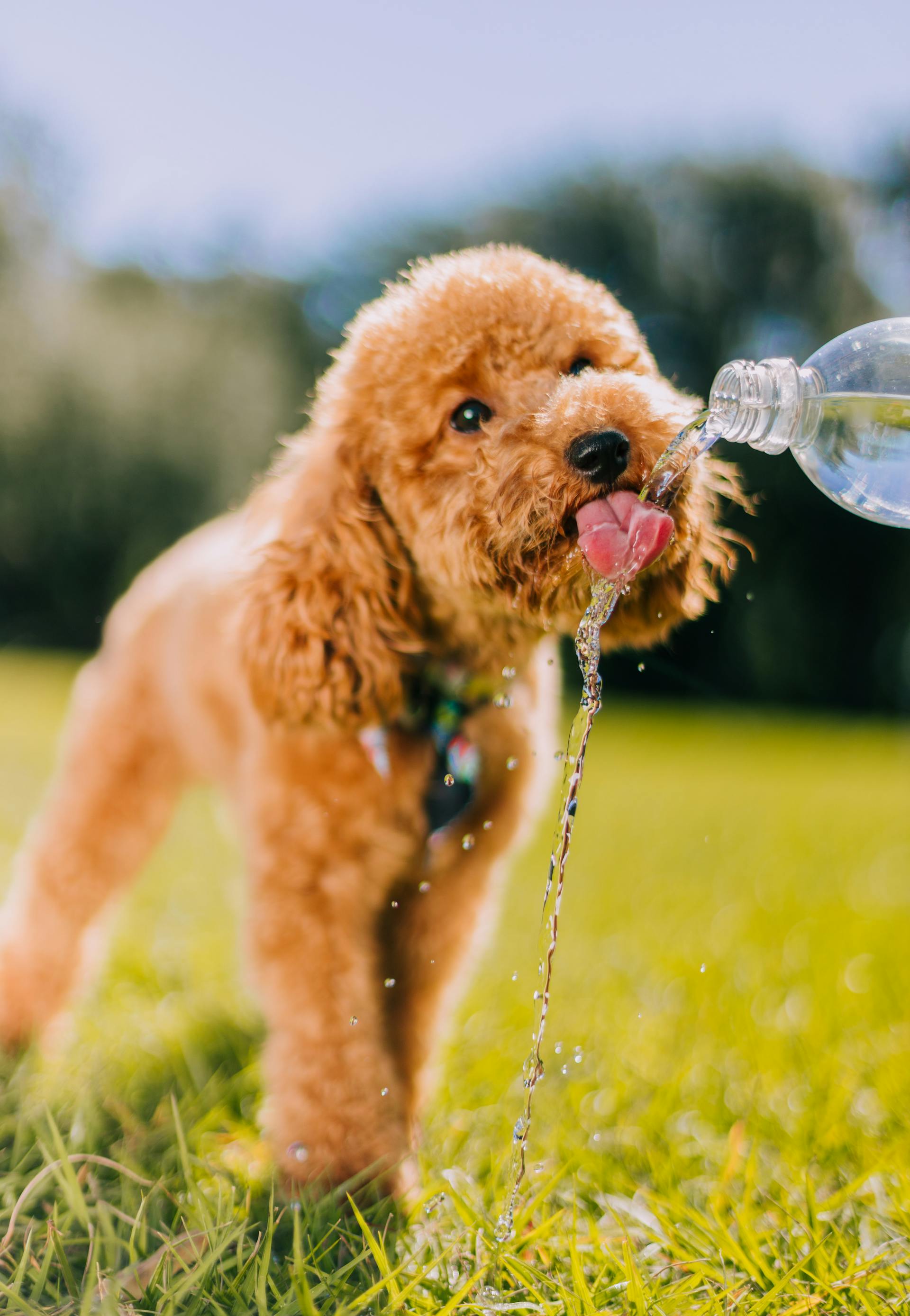 Cold Water on Every Walk—No Bowl Needed.